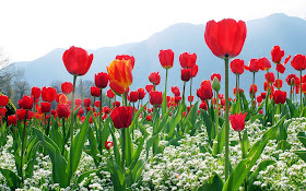 Red Tulips Images