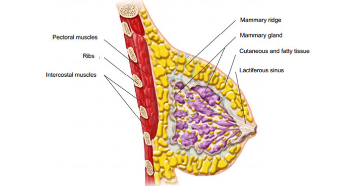 diagram of breast tissue anatomy of the breast breast enlargement diagram of breast tissue anatomy of the breast breast enlargement