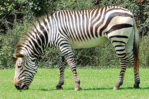 Gambar Zebra Indonesiadalamtulisan Terbaru 2014 Gunung