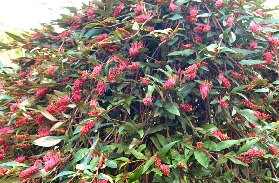 Florez Nursery Grevillea 'Royal Mantle'