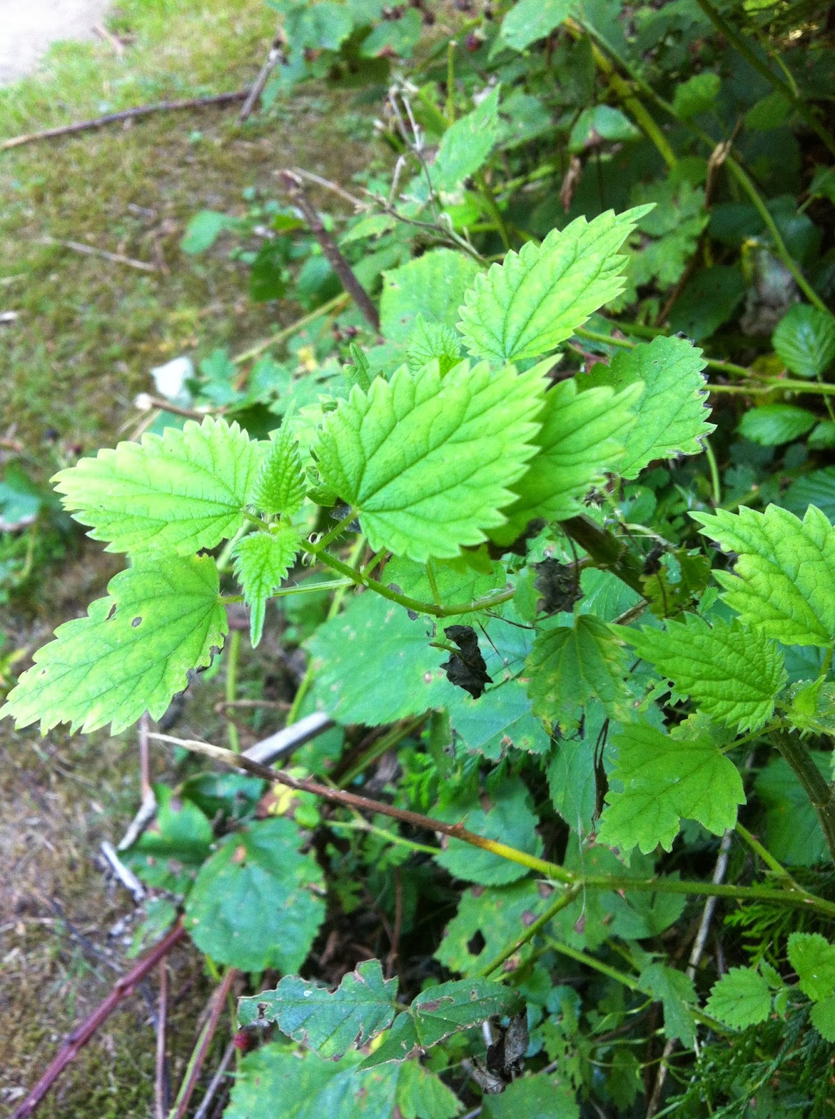 Journey to Health Through Food: What are nettles, and why are they so ...
