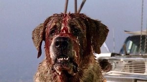 Barking Heads Dog Food Which Is Right For My Dog Barking Heads Dog Food Which Is Right For My Dog