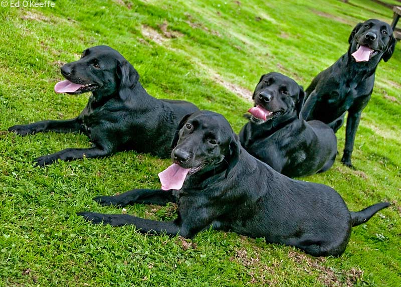 Cute Puppy Dogs black labrador retriever puppies