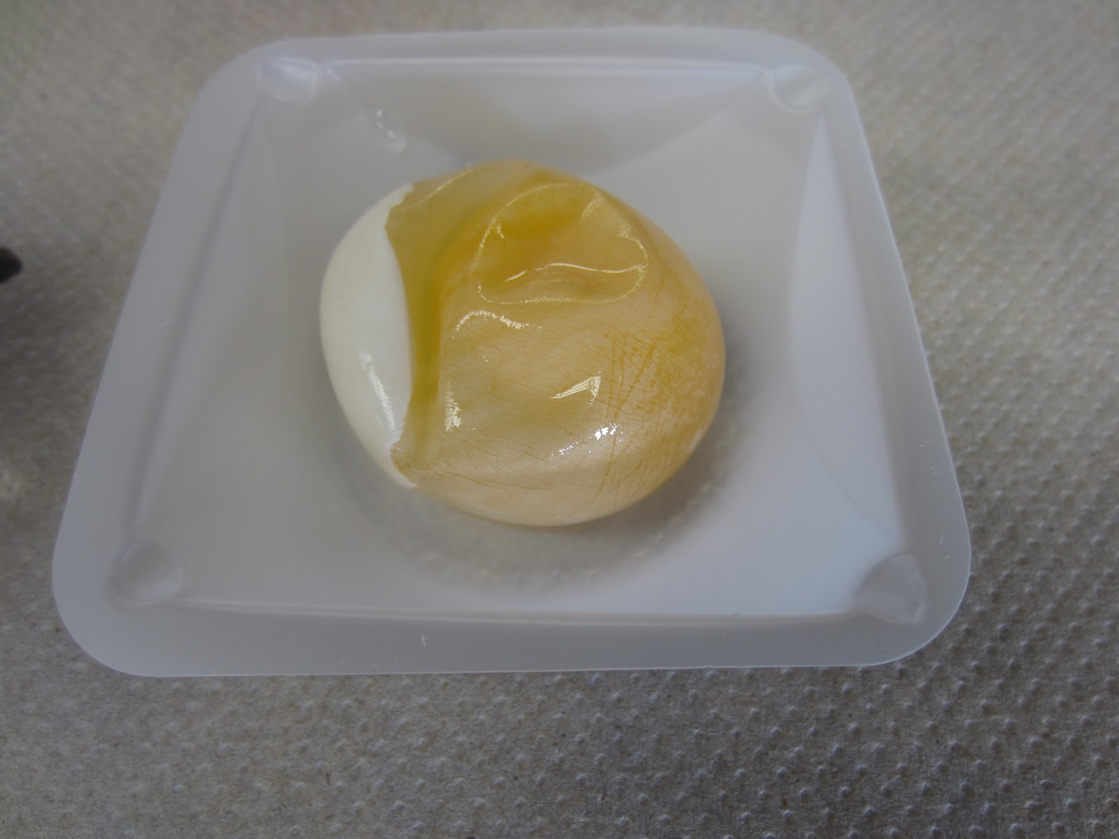 EC Honors Biology Day 3 of Egg Lab