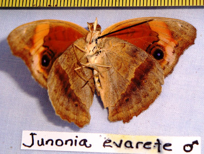 Juniona evarete Nicaragua