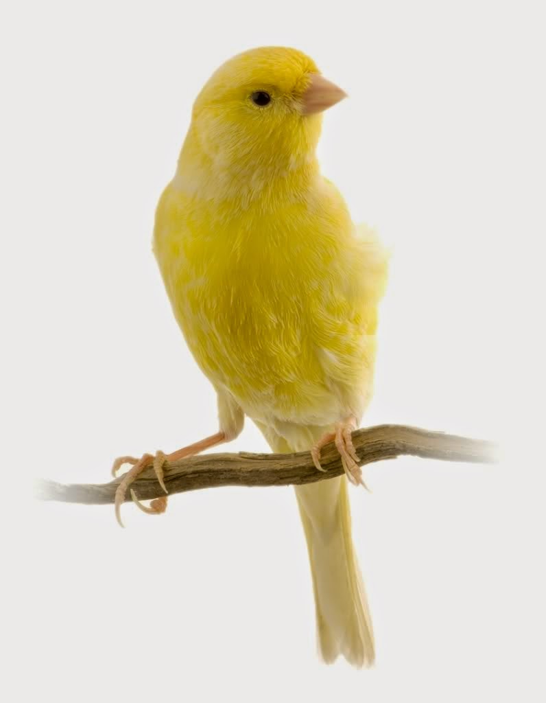Foto Burung Singer Terbaik