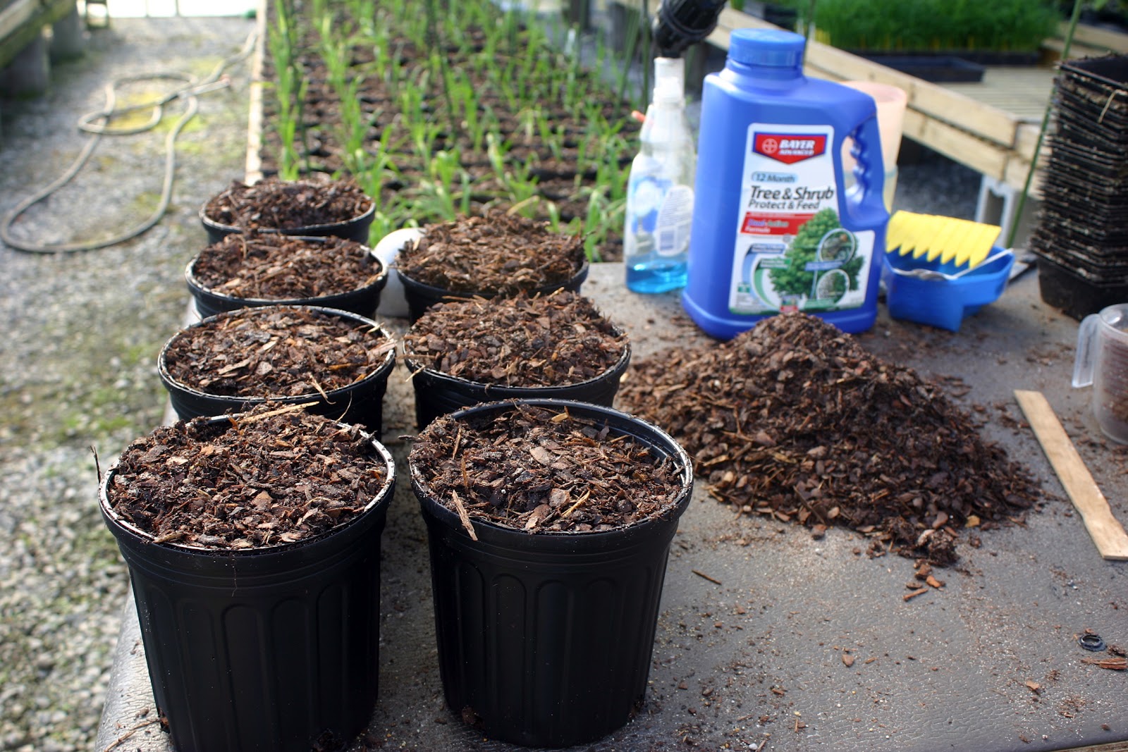 Lee's Daylily Potpourri Greenhouse blessings