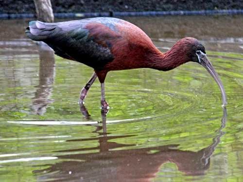 Indian birds - Plegadis falcinellus