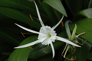 スパイダーリリー