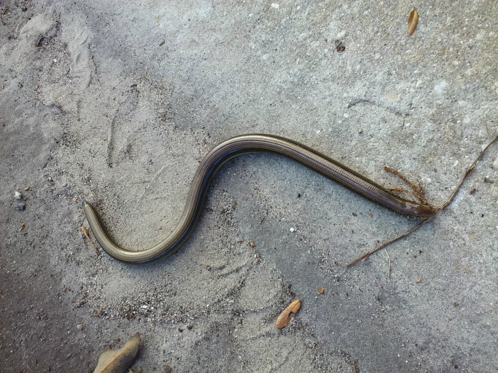 MadSnapper Cardinals and Lizards on Nature Friday