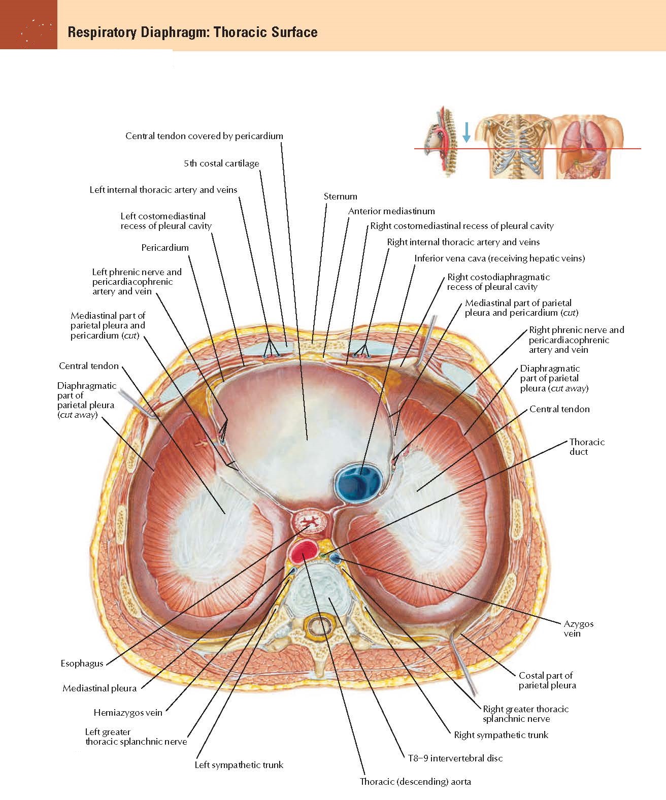 Respiratory Diaphragm Thoracic Surface Anatomy - pediagenosis