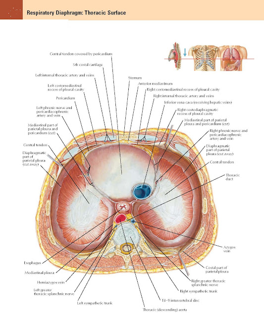 Respiratory Diaphragm: Thoracic Surface Anatomy  Thoracic (descending) aorta, T8–9 intervertebral disc, Right sympathetic trunk, Costal part of parietal pleura, Azygos vein, Left sympathetic trunk, Left greater thoracic splanchnic nerve, Right greater thoracic splanchnic nerve, Hemiazygos vein, Mediastinal pleura, Esophagus, Thoracic duct, Central tendon, Diaphragmatic part of parietal pleura (cut away), Mediastinal part of parietal pleura and pericardium (cut), Right phrenic nerve and pericardiacophrenic artery and vein, Left phrenic nerve and pericardiacophrenic artery and vein, Mediastinal part of parietal pleura and pericardium (cut), Central tendon, Diaphragmatic part of parietal pleura (cut away), Right costodiaphragmatic recess of pleural cavity Inferior vena cava (receiving hepatic veins), Right internal thoracic artery and veins, Right costomediastinal recess of pleural cavity, Anterior mediastinum, Sternum, Pericardium, Left costomediastinal recess of pleural cavity, Left internal thoracic artery and veins, 5th costal cartilage.