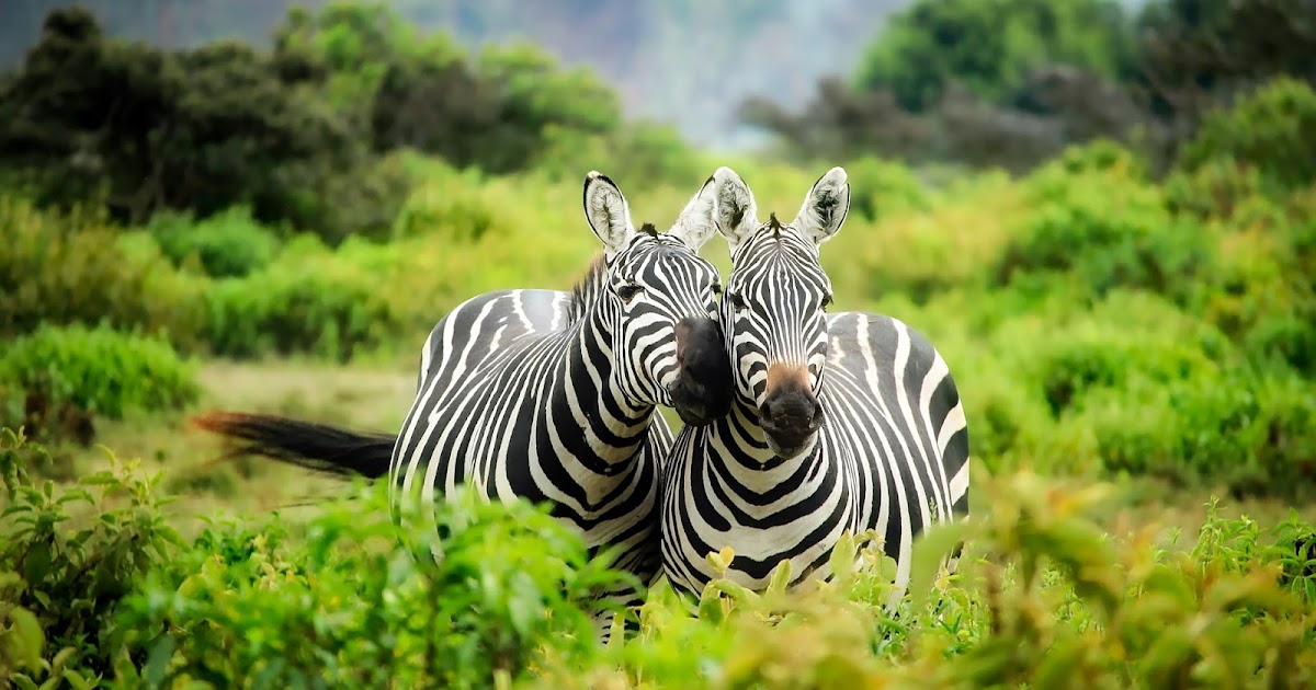 Enter the Zebra
