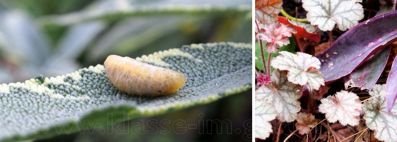 Klasse Im Garten Page 6 Chan 9849358 Rssing Com