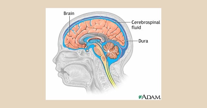 Cairan Serebrospinal (CSS) Pengertian, Fungsi