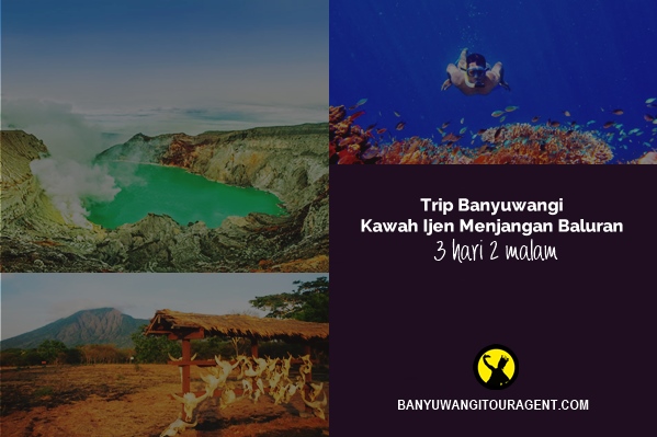 Trip Kawah Ijen Baluran Menjangan