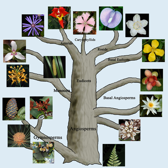 Plant Life Systematics and Taxonomy