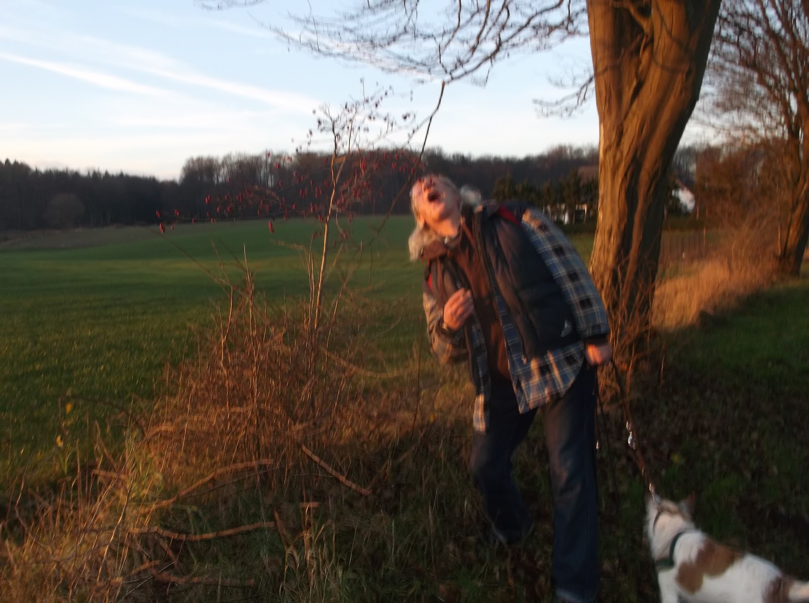 Pferde, unsere stolzen Freunde Dezember, der