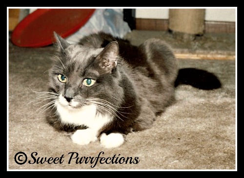 My first cat, Muff, developed CRF Muff