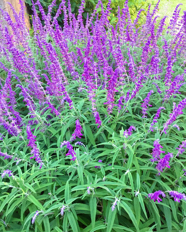 Summer Purple Flowers - Tori's Pretty Things Blog