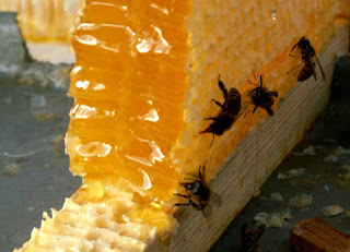 honey ukraine