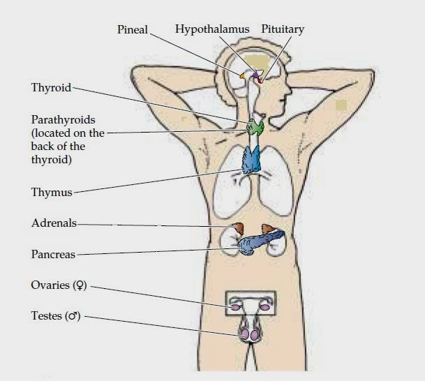 Biolearnspot: Endocrine glands in man