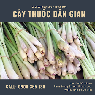 cong dung tuyet voi cua cay sa