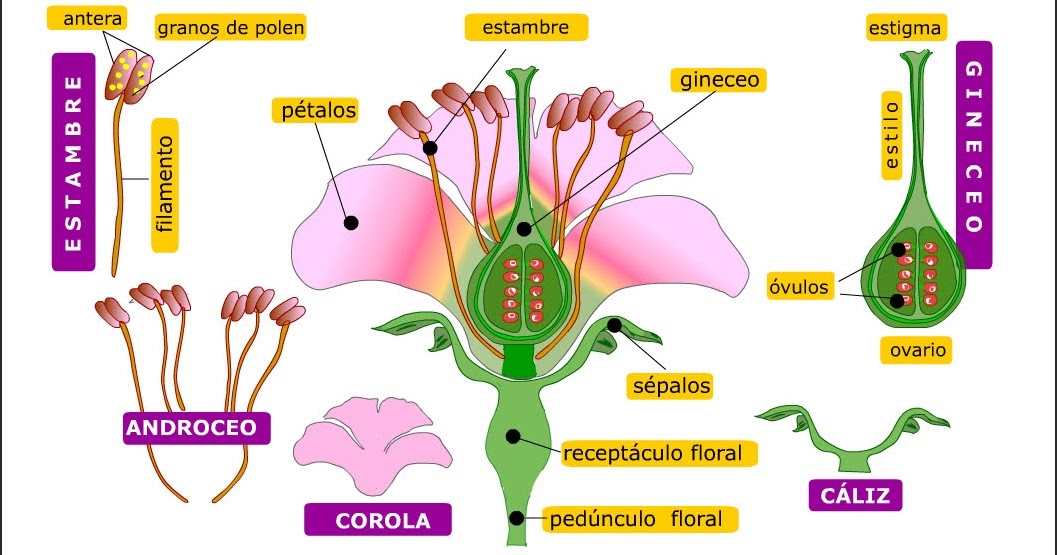 Blog De Biologia ReproducciÓn Sexual De Las Plantas