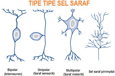 Struktur dan Bagian Sel Saraf (Neuron) - Info Pendidikan dan Biologi