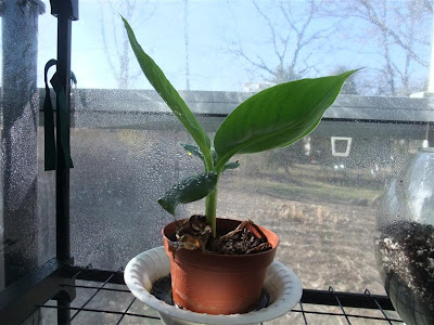 banana tree, greenhouse, winter, humid, hot, grow