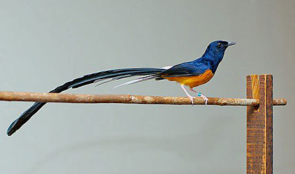 Gambar Foto Murai Batu Lampung O Murai Batu