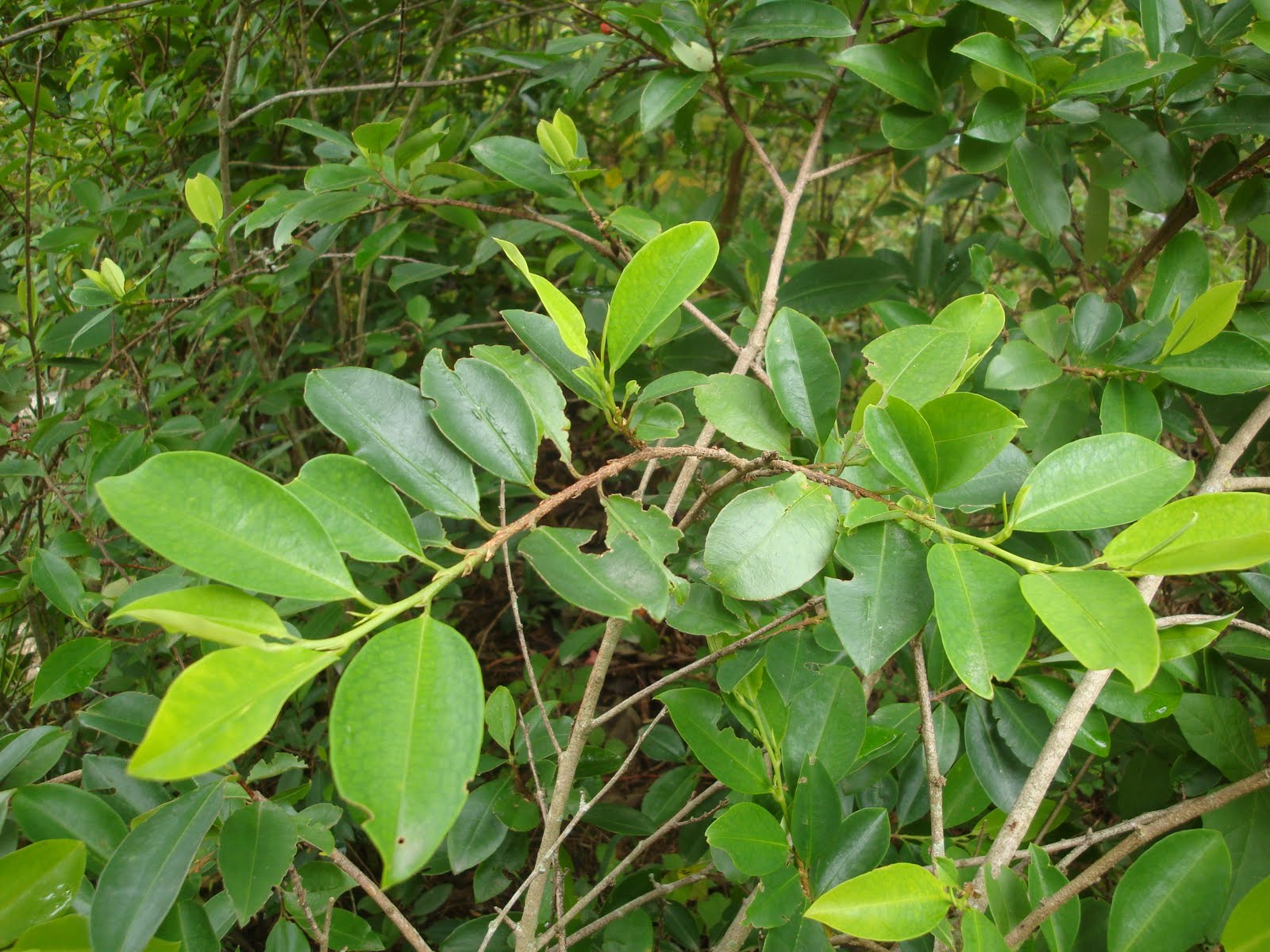 Las Plantas Medicinales La Coca