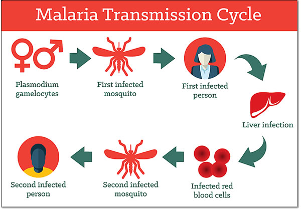 Malaria transmission cycle