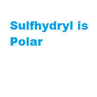 Sulfhydryl is Polar Sulfhydryl is Polar