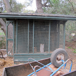 coop chicken chickens history starts glamorous sewcountrychick boring otherwise interesting past looking