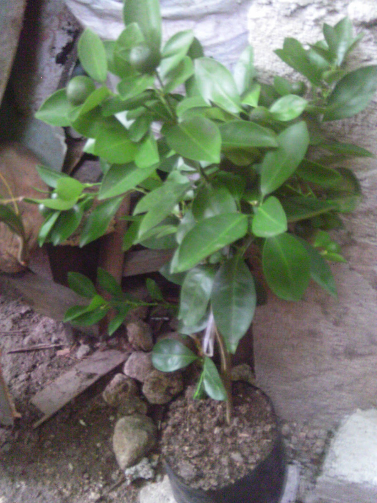 She is Real FOR SALE Marcotted Calamansi