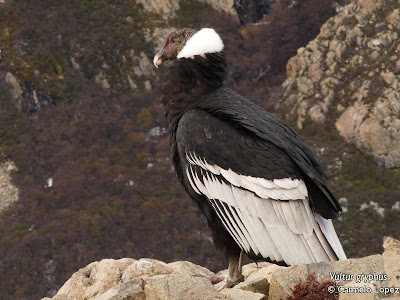 el aves mas grande del mundo Cóndor Vultur gryphus