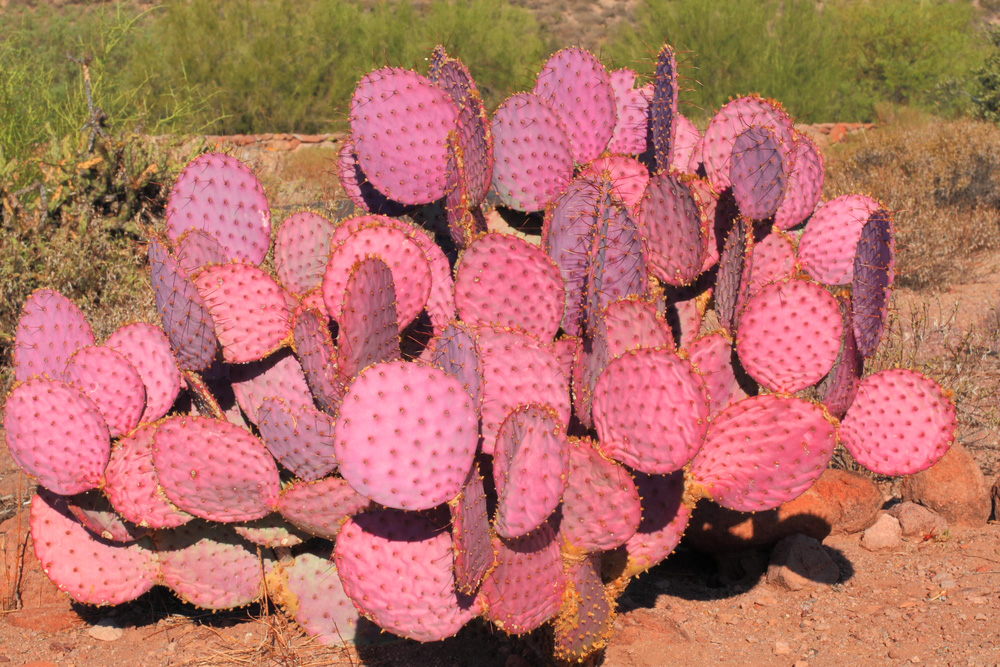 ProQual Landscaping Purple Prickly Pear…