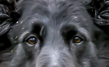 The one I couldn't save The Specials: Can all dogs really be saved?