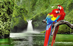 birds wallpapers waterfall parrots macaw tropical waterfalls parrot background desktop paradise blogthis email colorful
