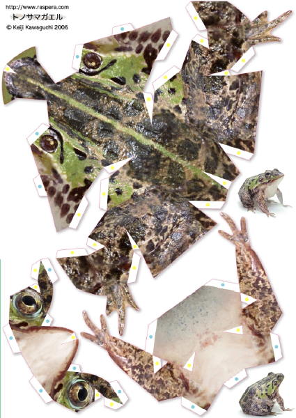 FongusPaper: Rana Papercraft