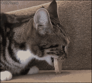Funny cats - part 215, adorable cat gifs, funny cat gif, best funny cats