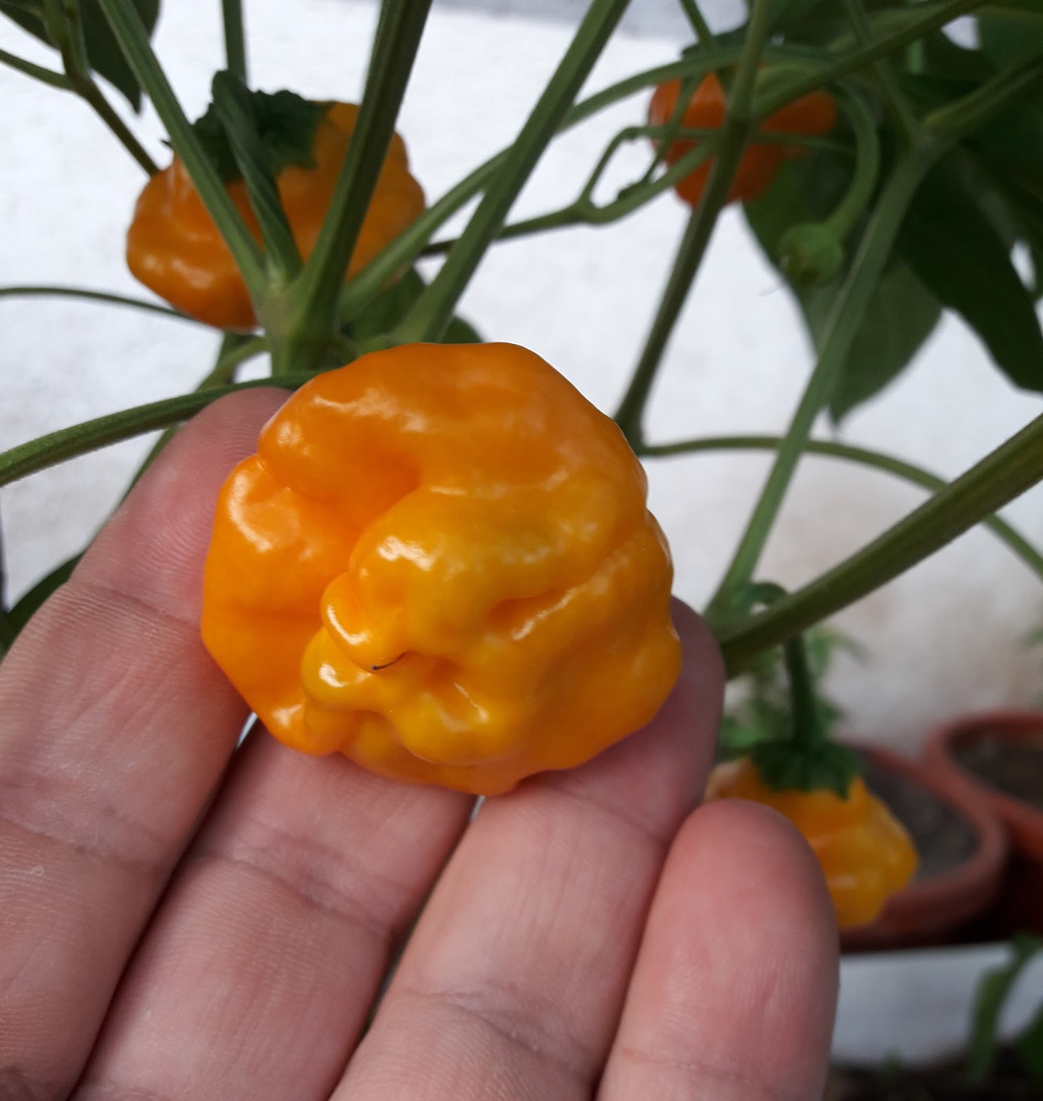 Čili Zaječar Jamaican Hot Yellow (Mushroom Yellow)