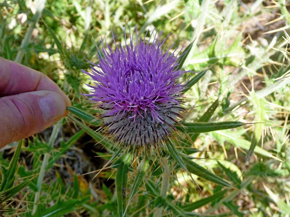 r o b i n 's y a r d Cirsium eriophorum