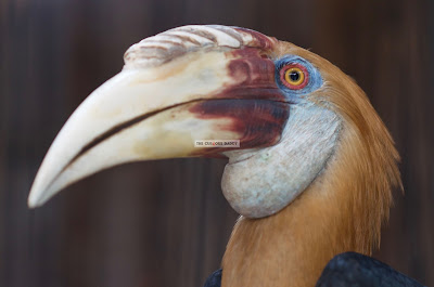 Click here to enlarge image Ark Avilon Zoo - Papuan Hornbill