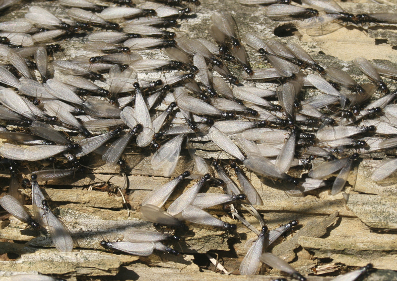 Plano Pest Control, Plano Pest Control Service, Plano Exterminating