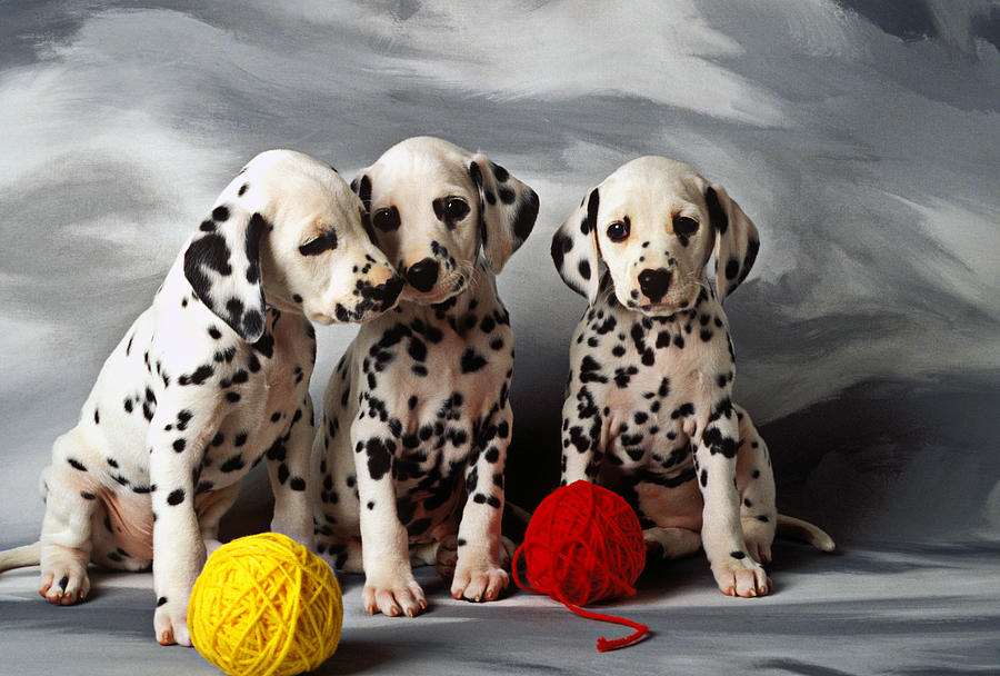 The most charming dogs in the world! Dalmatian