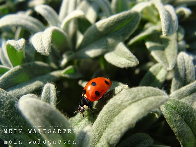 © Mein Waldgarten: So viele Marienkäfer