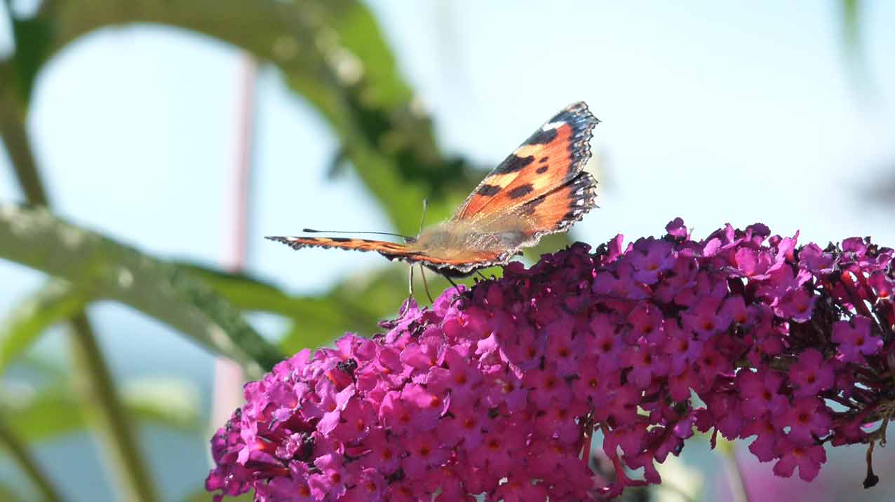 tortue horsfieldii adulte