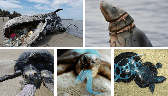 Contoh Pidato Tentang Membuang Sampah Sembarangan Pidato